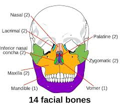 Facial Bones