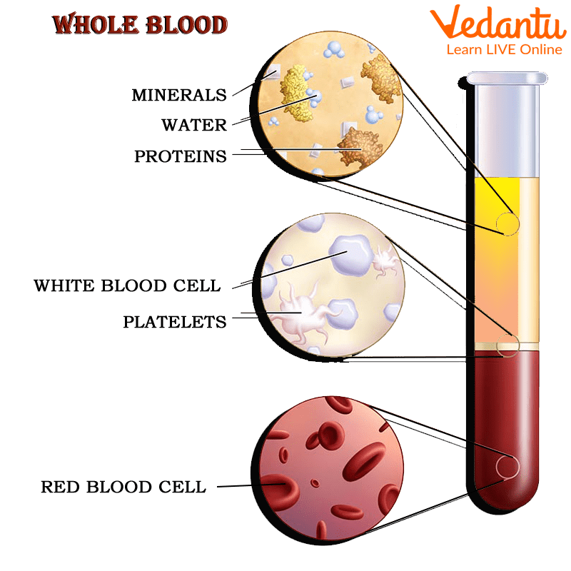 Overview Of Blood And Its Components