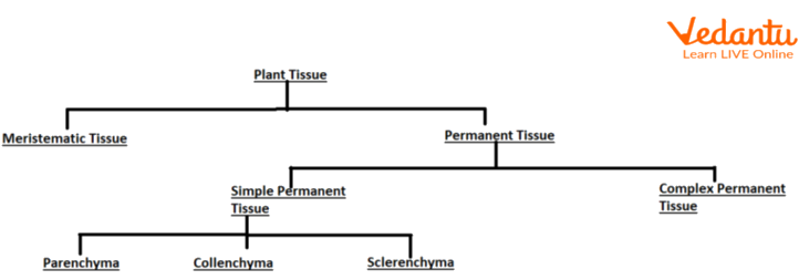 Flow chart of Plant tissue