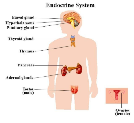 endocrine gland examples