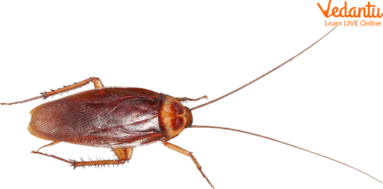 Cockroach