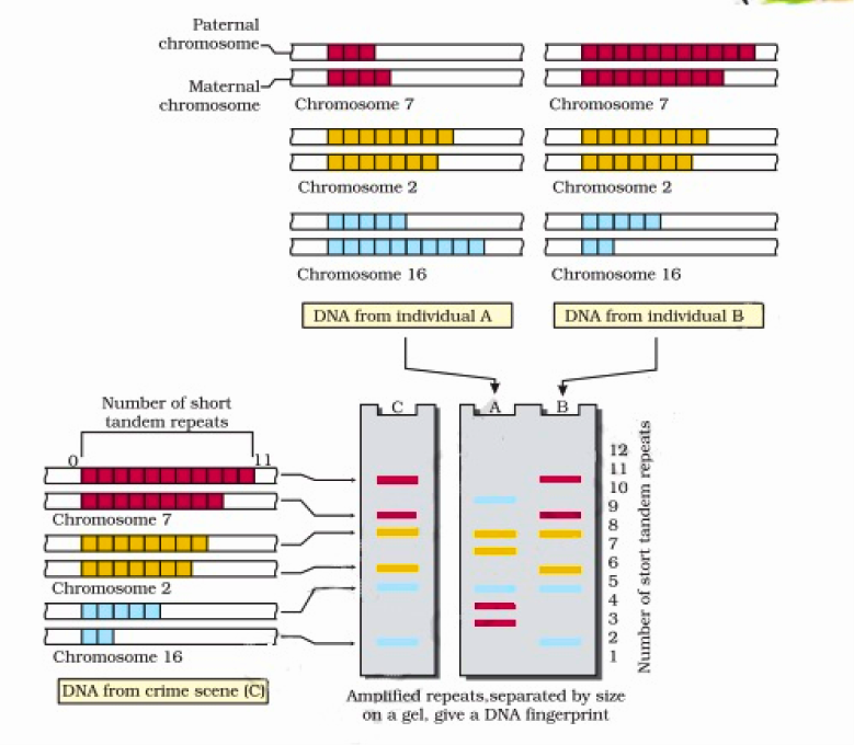 DNA Fingerprinting