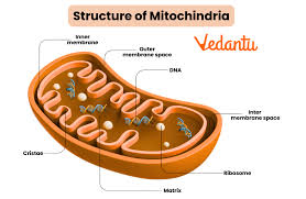 Mitochondria