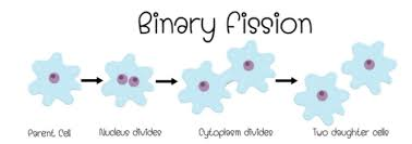 Binary Fission