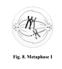 Metaphase I