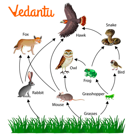 Food Web