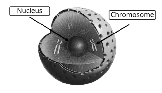 Nucleus and Chromosome