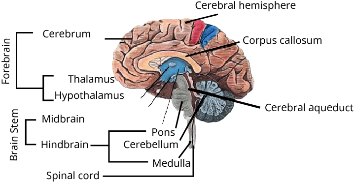 Human Brain Diagram