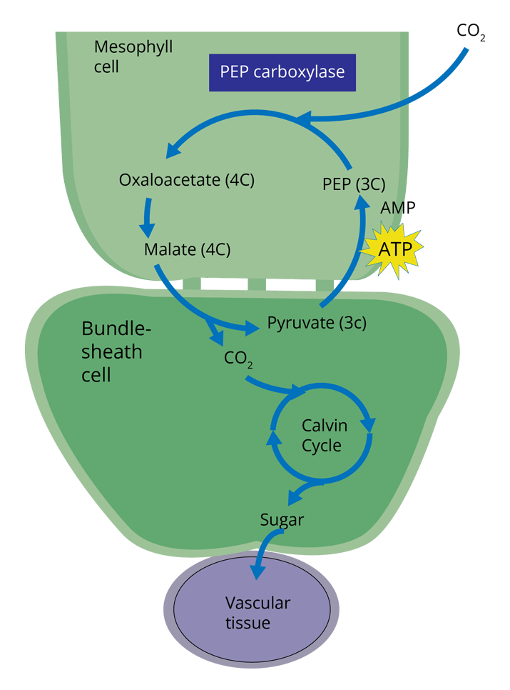 C₄ Cycle or Hatch and Slack Pathway