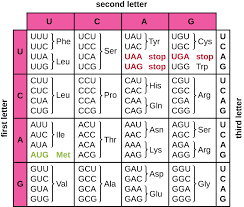 Genetic Code Table