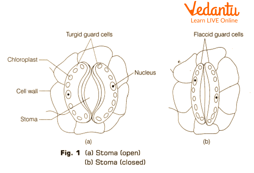 This diagram shows the microscopic view of a dicot stomata.