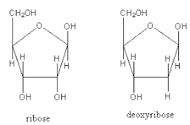 Difference Between Ribose and Deoxyribose