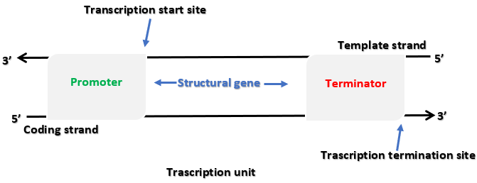 Transcription Unit