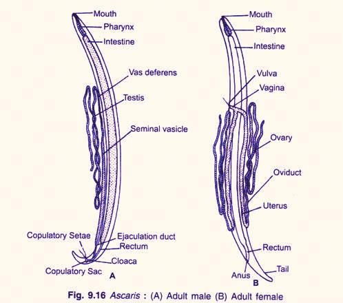 Life Cycle of Ascaris lumbricoides