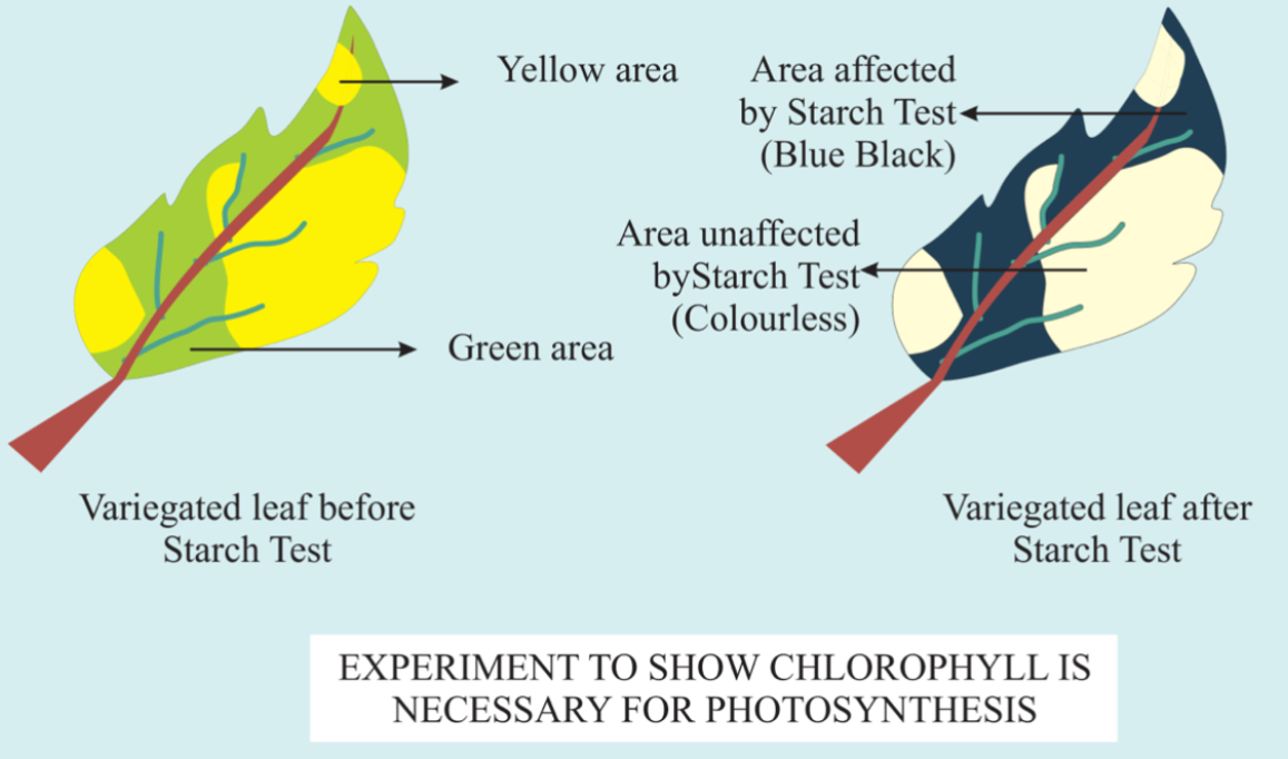 Variegated Leaf Experiment