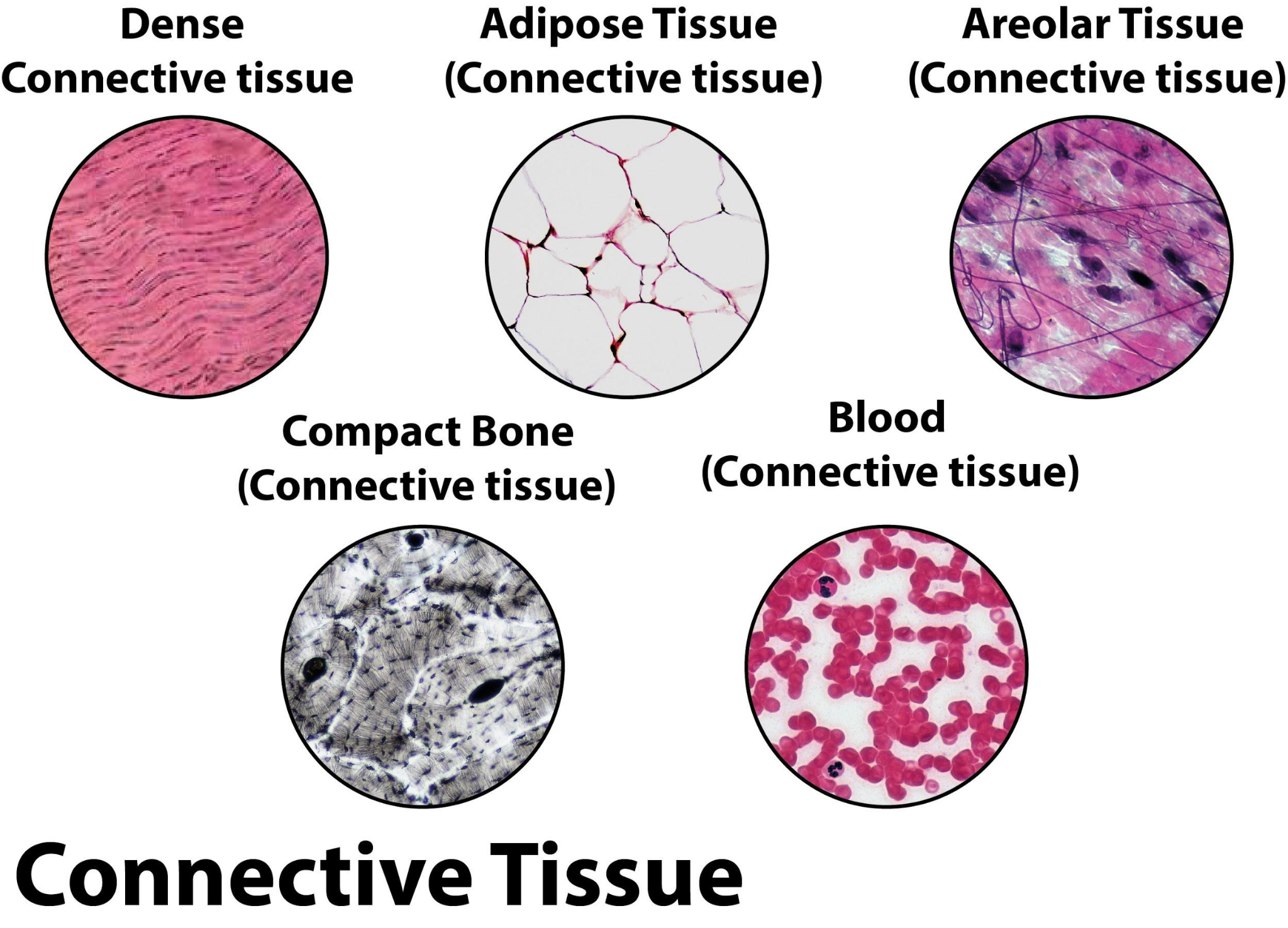 Connective Tissue.