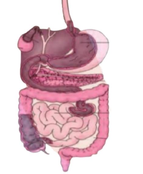 fig. 2.2 of the Digestive System