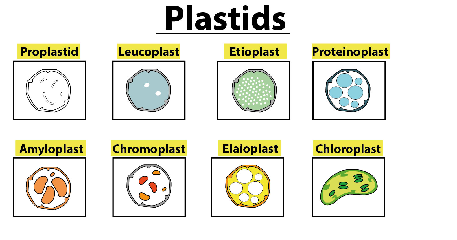 Plastids