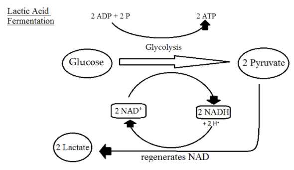 Lactic Acid Fermentation