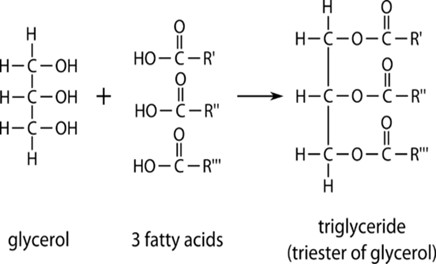 The composition of triglyceride