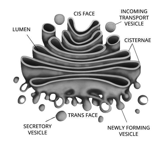 Golgi Apparatus