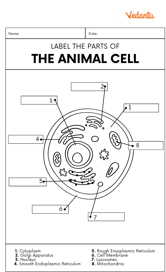 Animal Cell Drawing