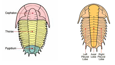 Trilobites