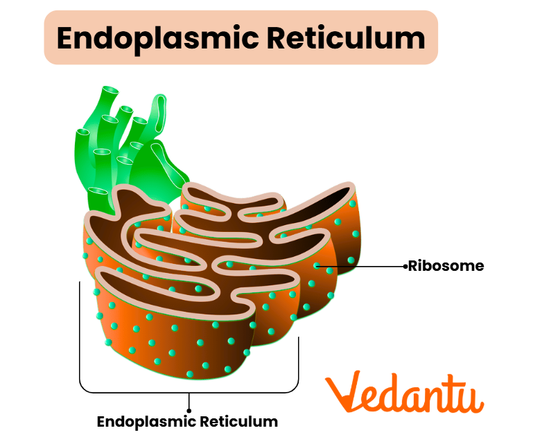 Endoplasmic Reticulum