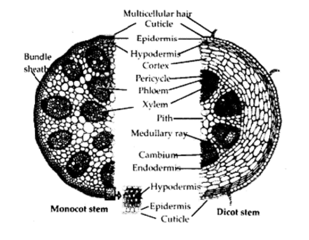 Dicot and Monocot Stems T S