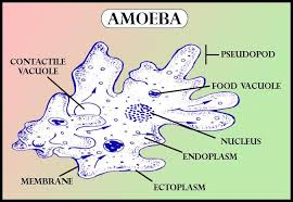 Structure of Amoeba