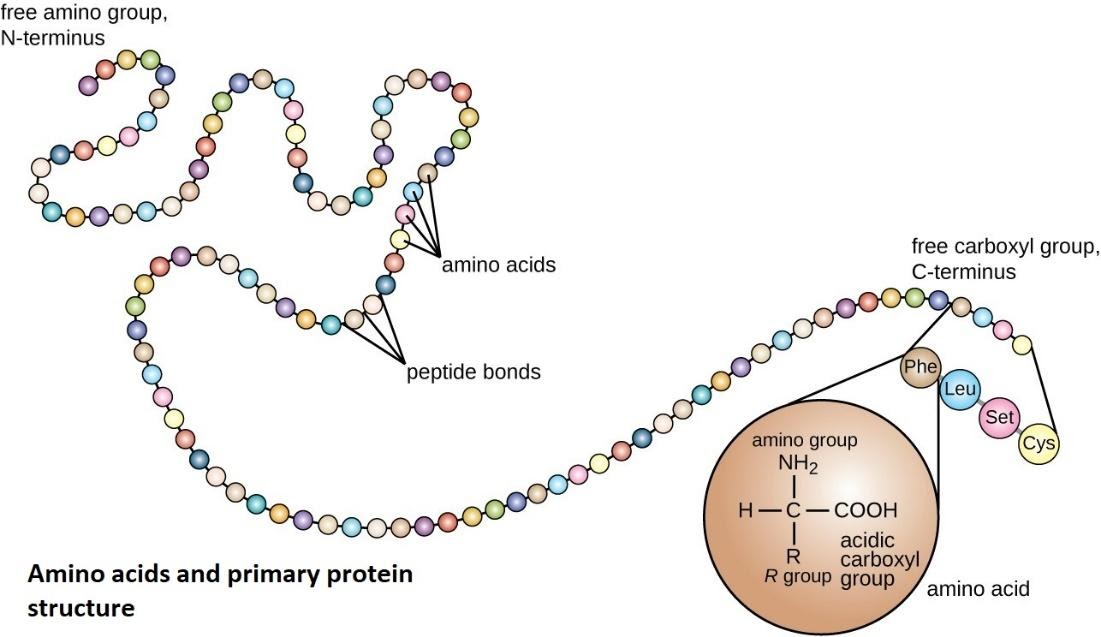 amino acid and primary protein structure