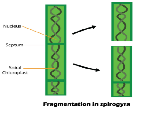 Fragmentation