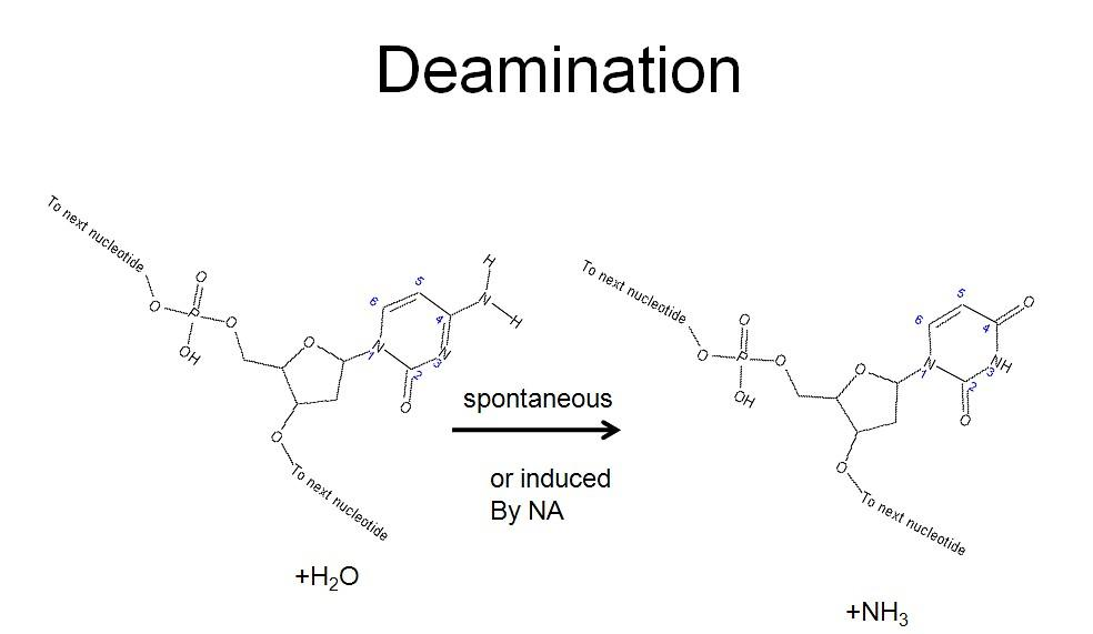 Deamination of amino acids