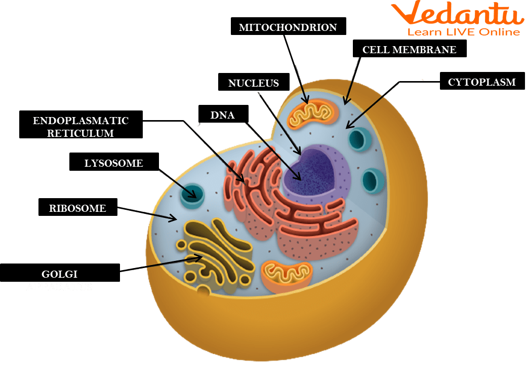 Cell Organelles