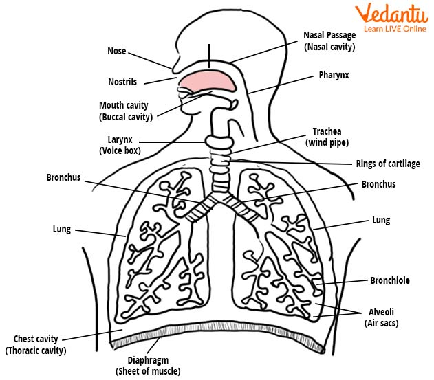 Respiration