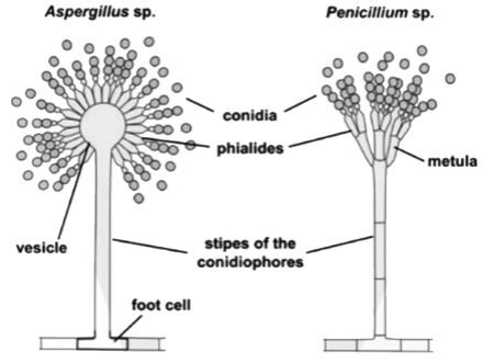 Ascomycetes