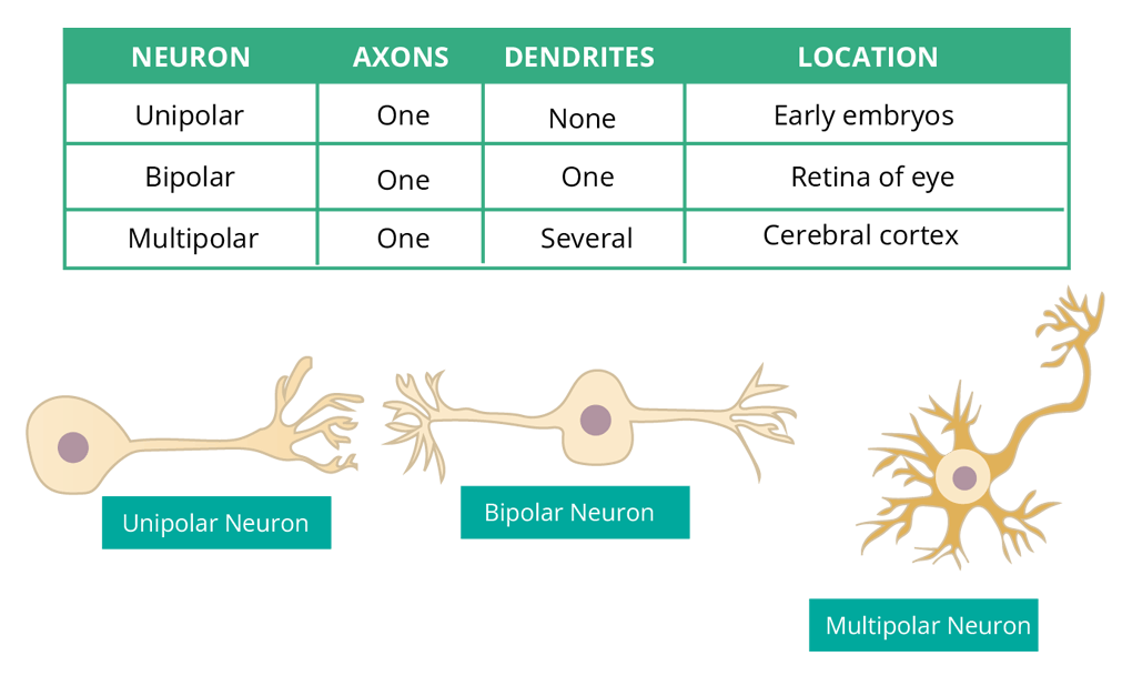 Types of Neurons