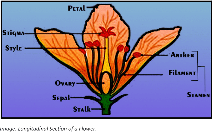 Longitudinal Section of a Flower