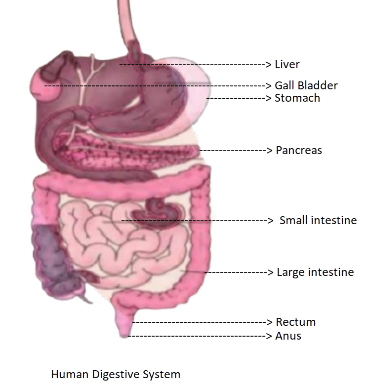 Human Digestive System
