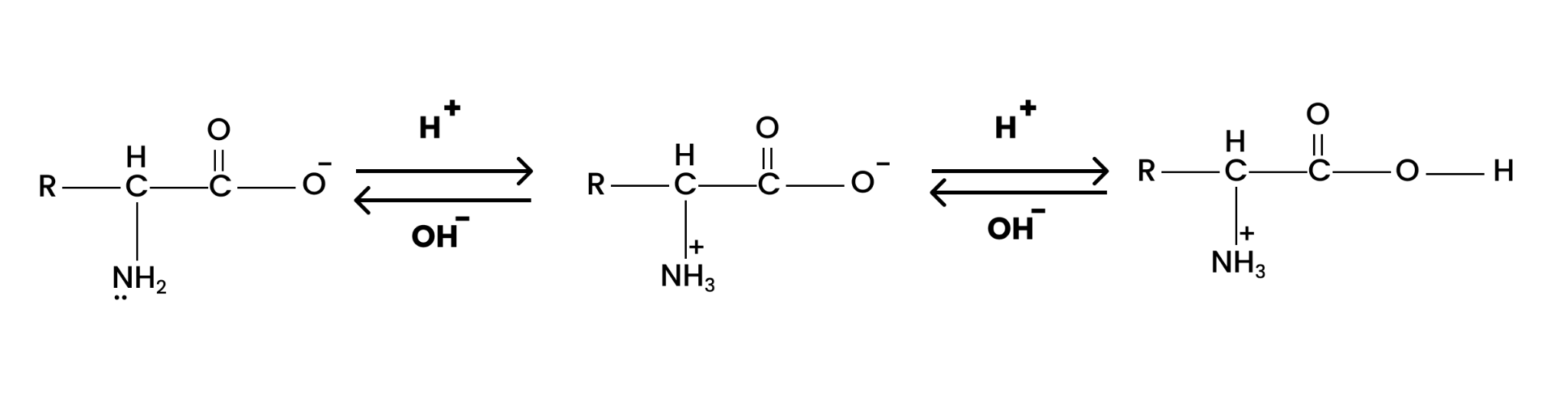 amino acid acts as both acids as well as base showing its amphoteric behaviour