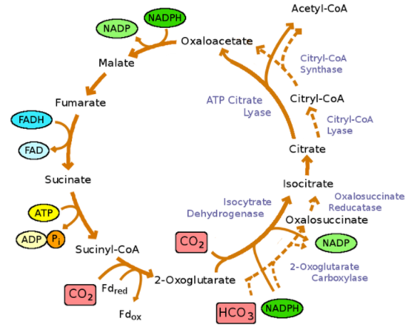 the process of aerobic oxidation