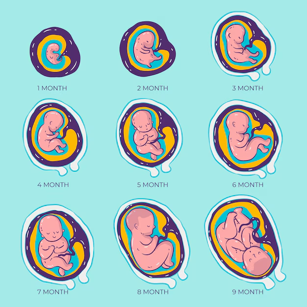 embryo development