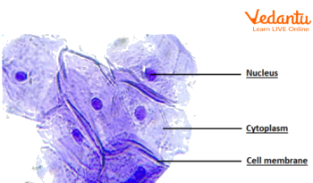 Cheek Cell