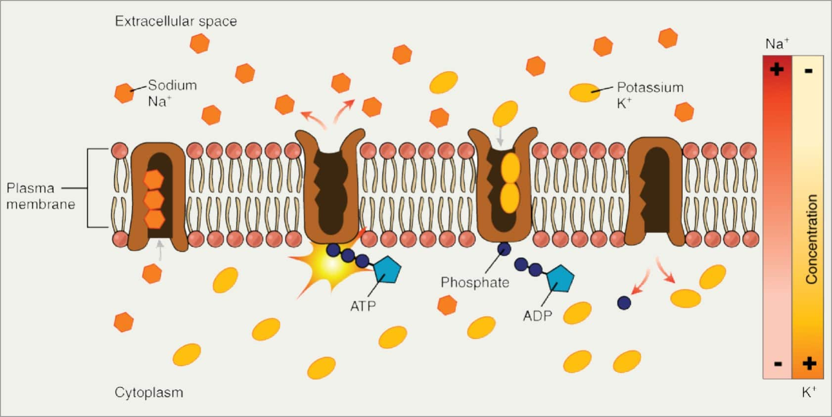 secondary-active-transport-animation-mcgraw-hill-transport