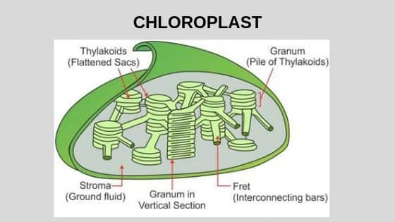 Plastids - Types, Structure & Functions of Plastids