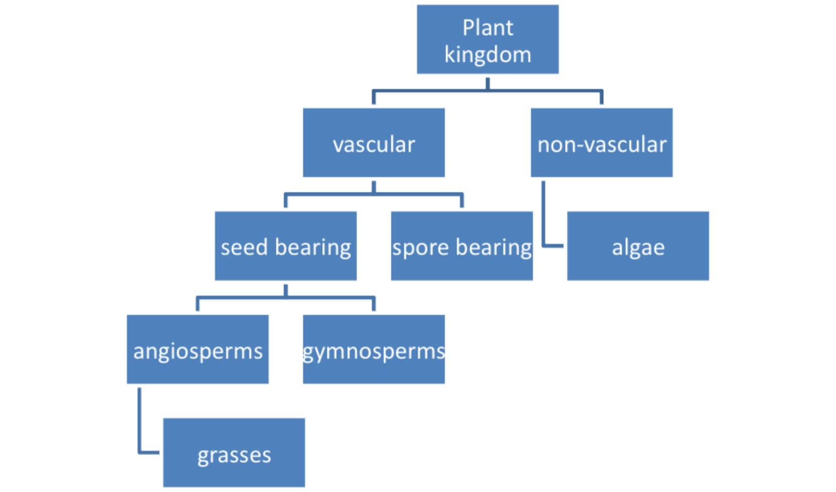 Plant Kingdom Plantae Kingdom Classification And Characteristics