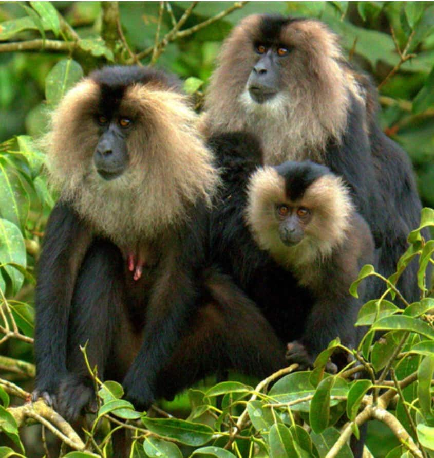 endemic-species-in-malaysia-three-of-the-philippines-most-threatened