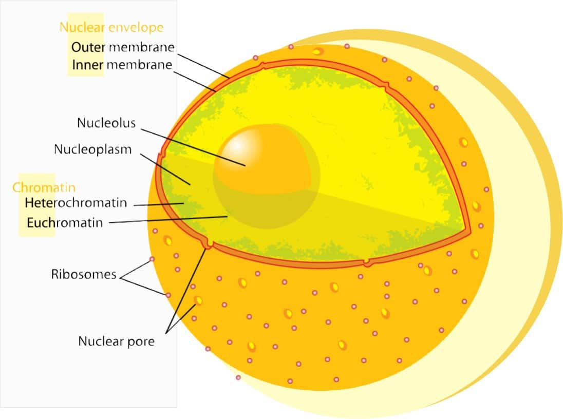 Nuclear Membrane Structure And Function Of Nuclear Membrane