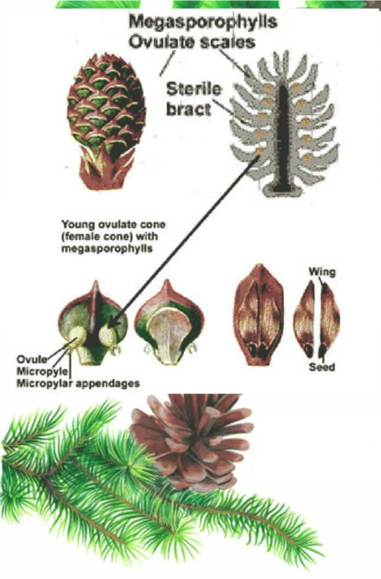 Plant Kingdom | Plantae Kingdom Classification and Characteristics