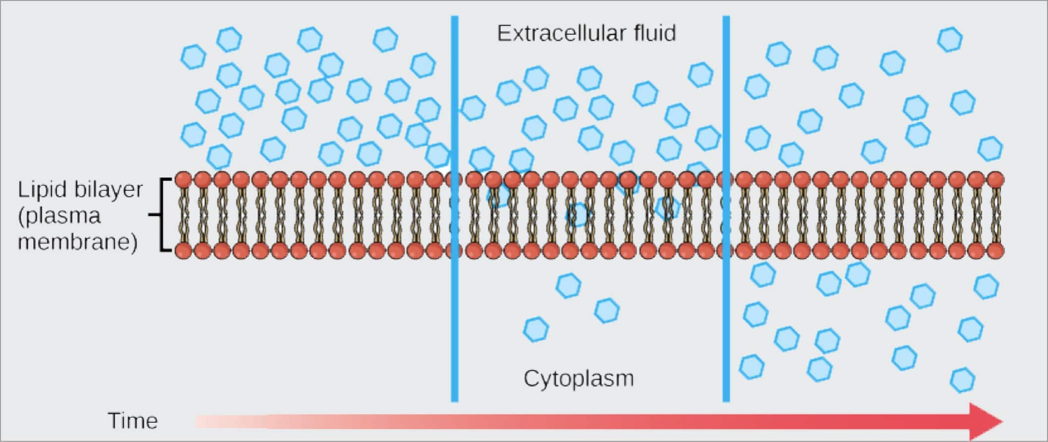 4-types-of-passive-transport-plus-vital-facts-nayturr